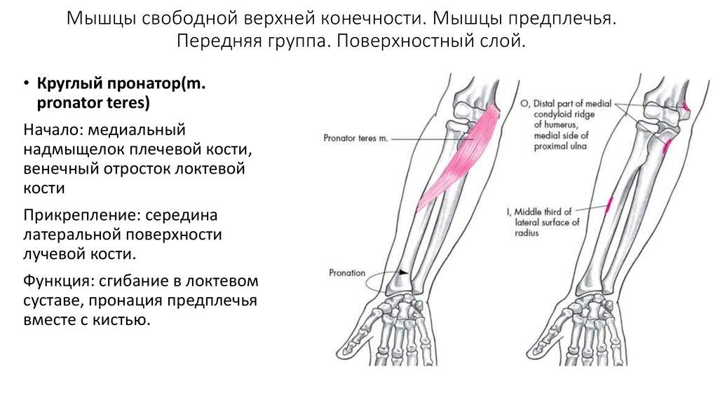 Где расположено предплечье у человека фото