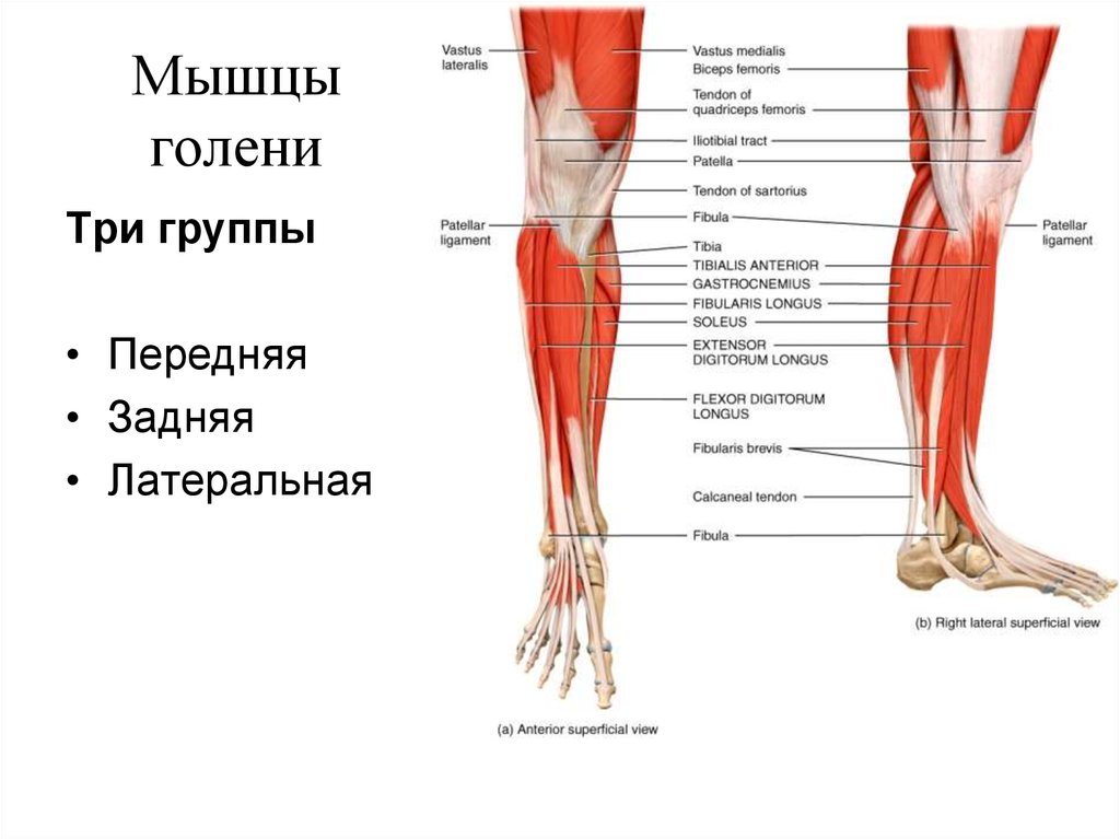 Голень на картинке