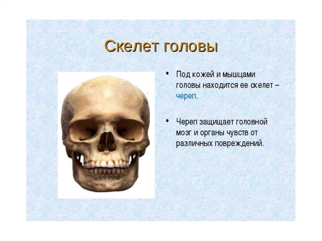 Скелет головы особенности строения. Презентация анатомия костей скелета, черепа.. Скелет головы череп биология 8 класс. Скелет головы 8 класс биология. Скелет головы 9 класс биология.