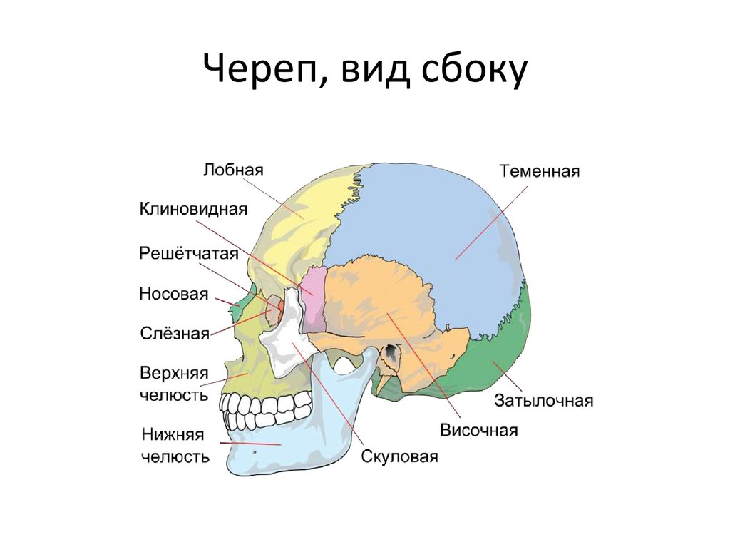 Состав кости черепа. Строение черепа спереди и сбоку. Череп вид сбоку анатомия. Строение костей черепа анатомия. Череп строение анатомия кости.
