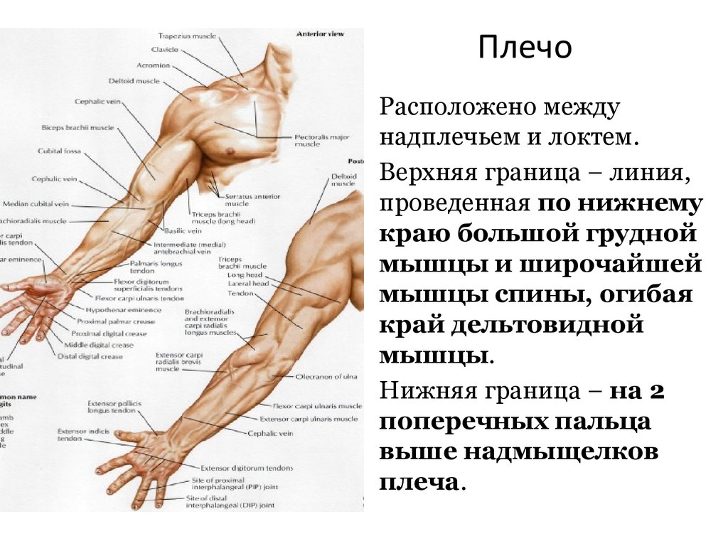 Показать плечо и предплечье человека на картинке