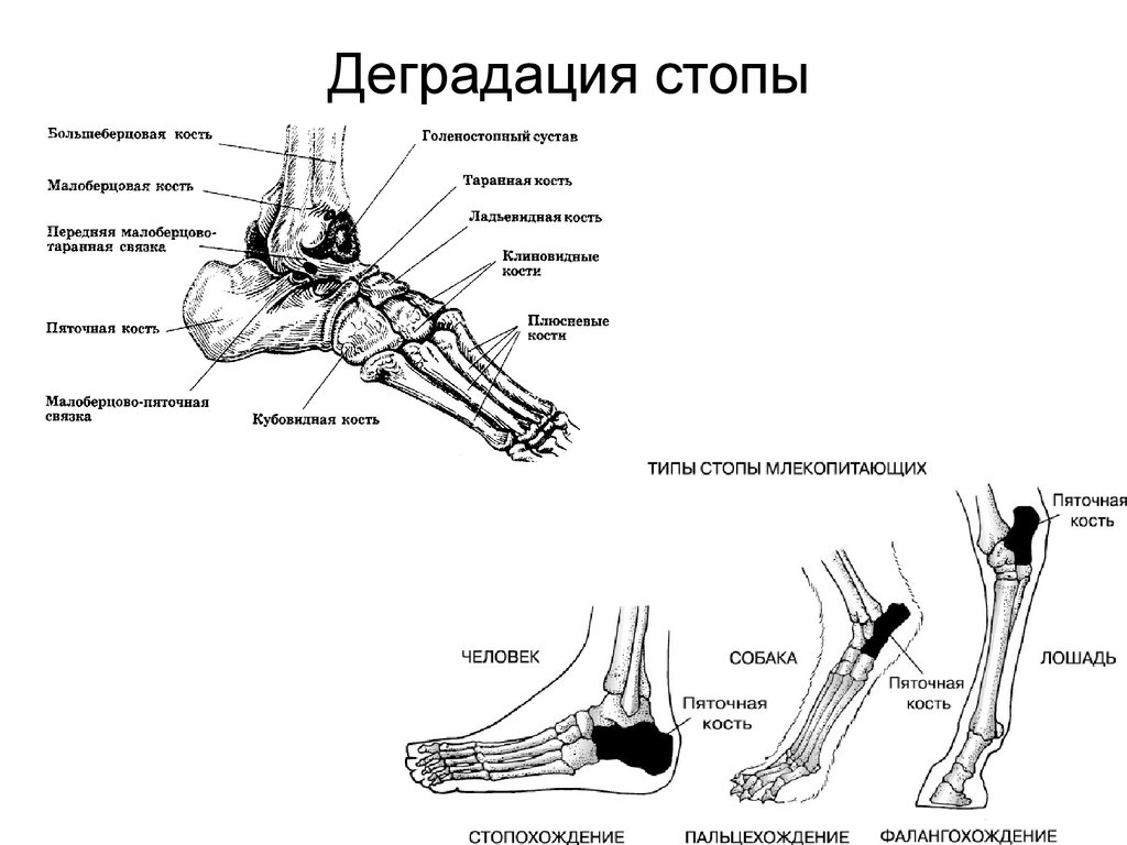 Классификация голеностопного сустава. Голеностопный сустав анатомия строение кости. Таранная кость голеностопного сустава. Костное строение голеностопа. Связки голеностопного сустава анатомия.