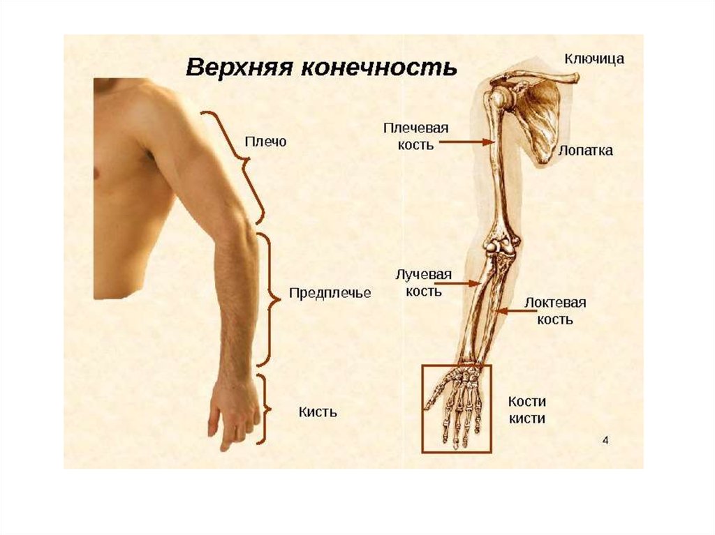 Где расположено предплечье у человека фото