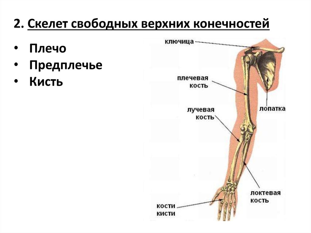 Плечо и предплечье у человека на картинке