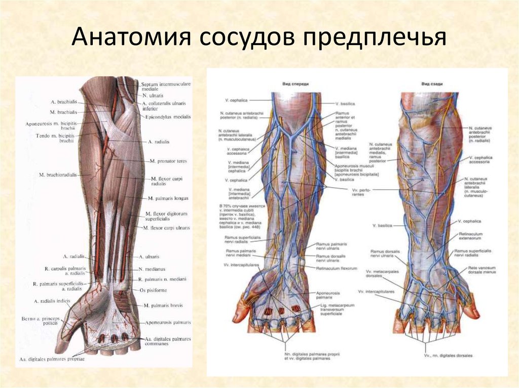 Фото предплечья у человека