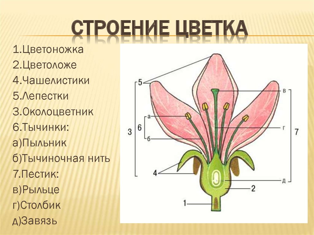 На представленном рисунке тычинки обозначены цифрой