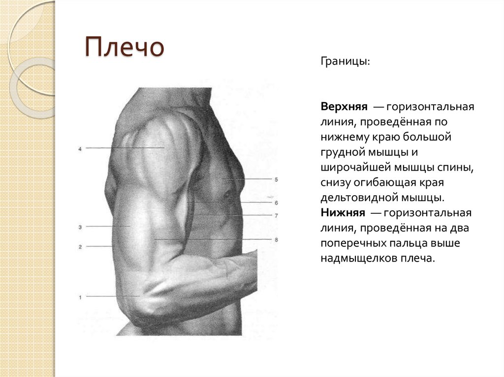 Плечо и предплечье у человека на картинке