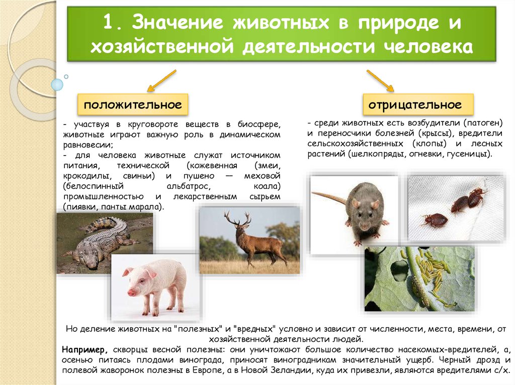 Значение животных в природе и в жизни человека 5 класс презентация