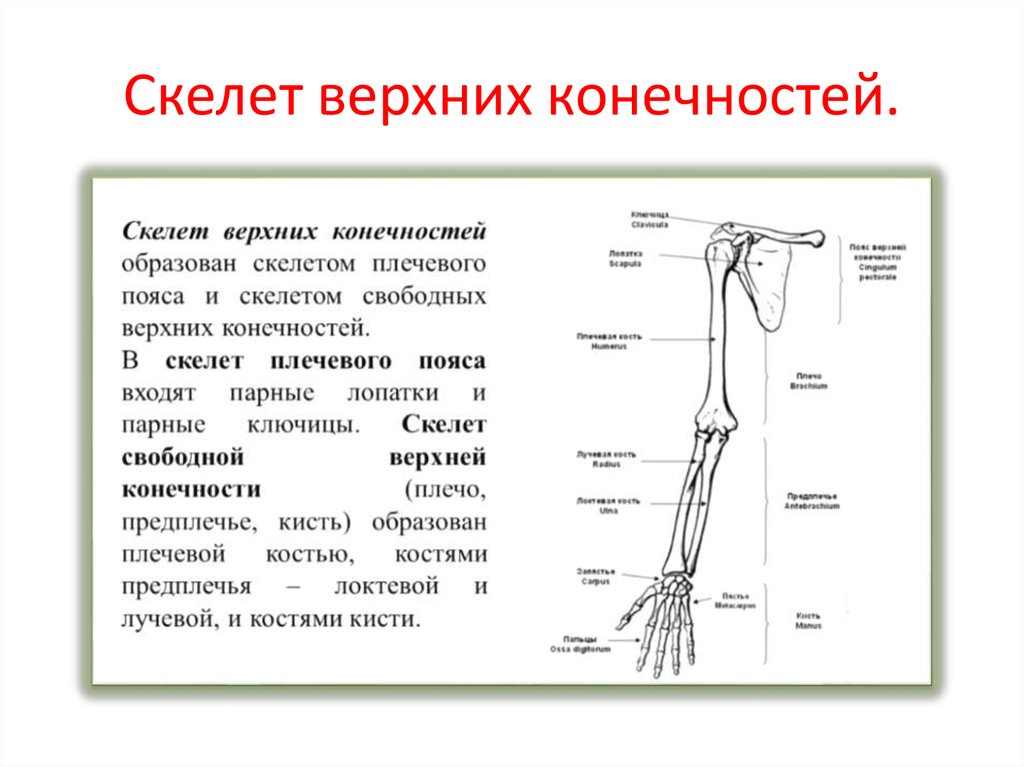 Плечо предплечье и кисть