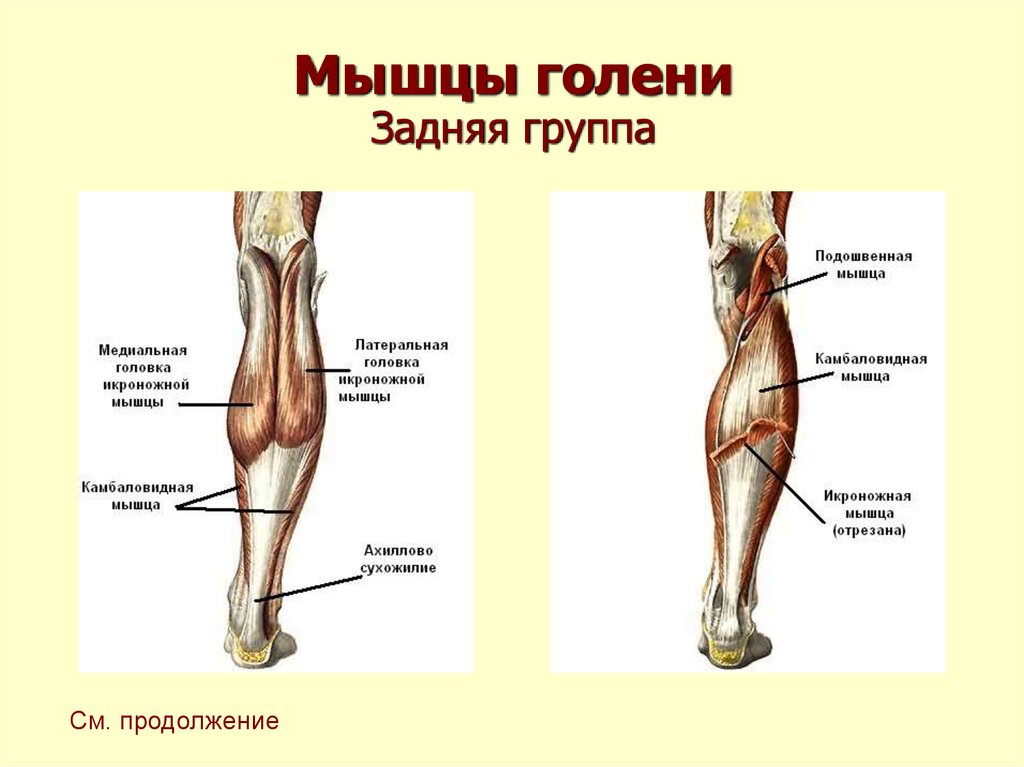 Голень на картинке