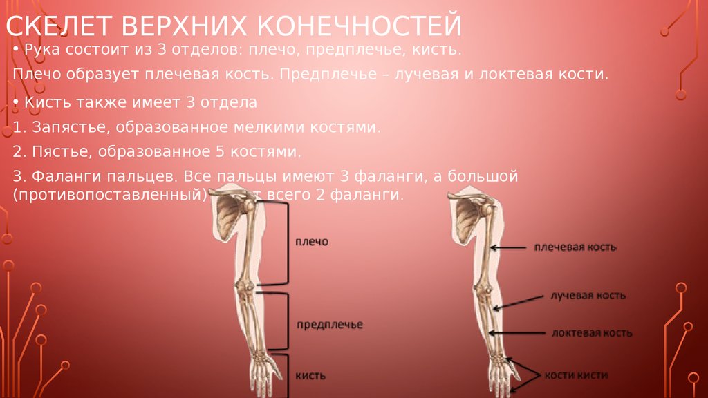 Плечевые где стоят