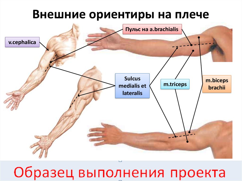 Плечо предплечье кисть картинка