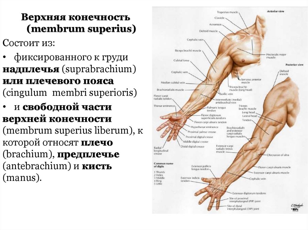 Где у человека предплечье картинка