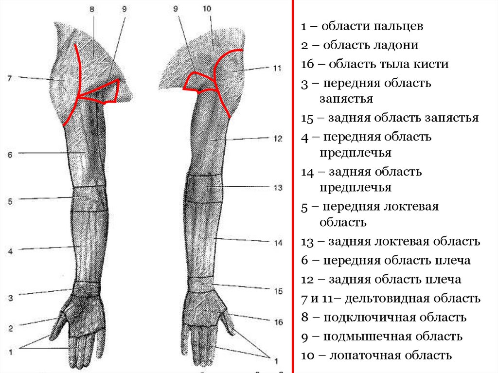 Внутренняя поверхность плеча. Границы предплечья топографическая анатомия. Трети плеча топографическая анатомия. Передняя поверхность предплечья анатомия. Локтевая поверхность предплечья.