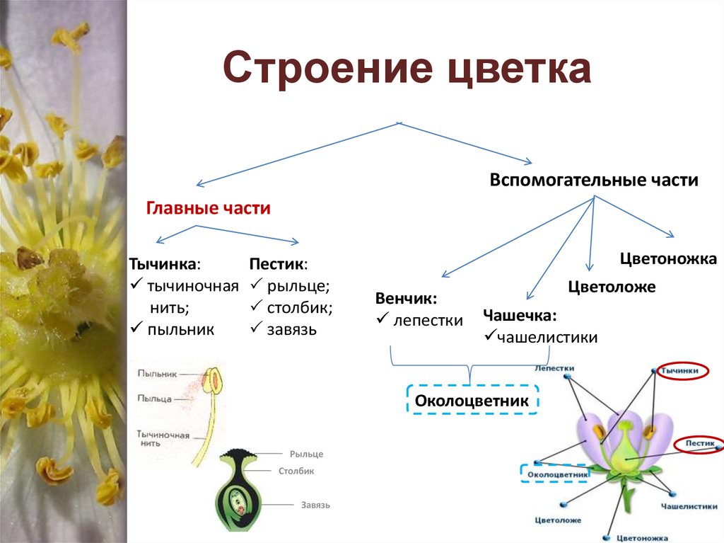 Схема цветка одуванчика