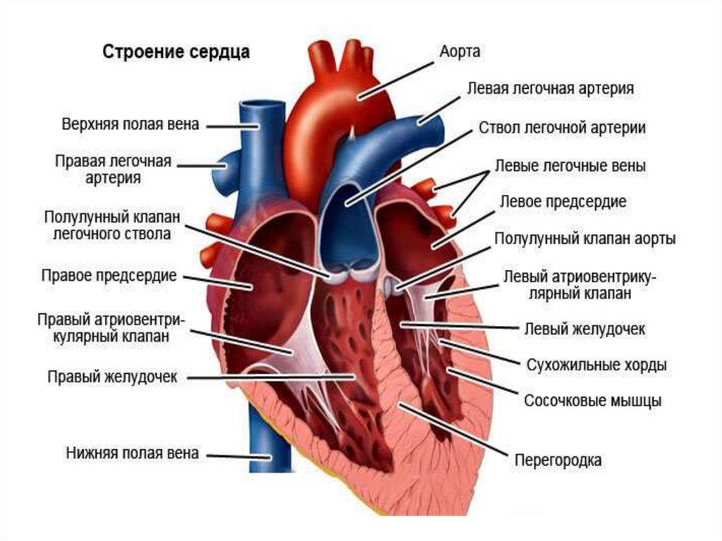 Сердце шопена фото в сосуде