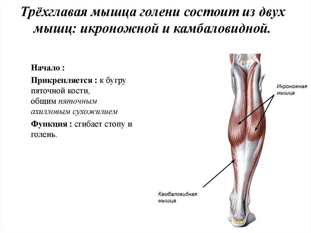 Голень на картинке