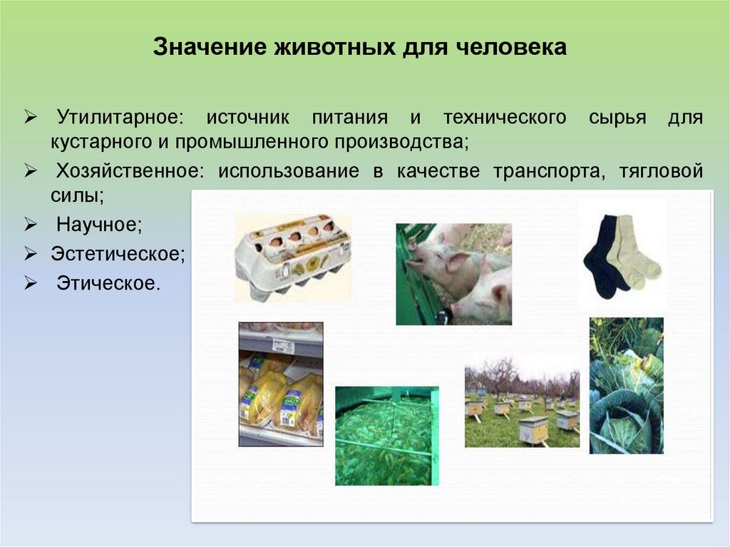 Значение животных 5 класс биология презентация. Значение животных для человека. Роль животных в жизни человека. Роль домашних питомцев в жизни человека. Важность животных в жизни человека.