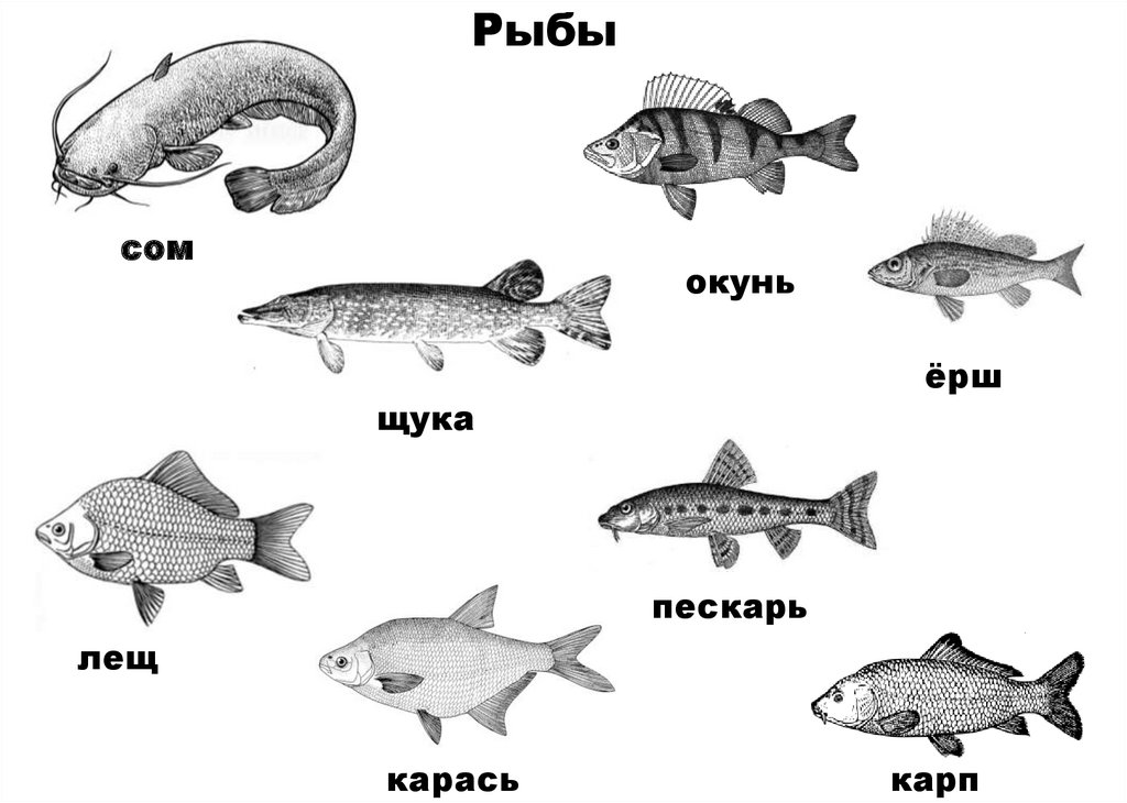 На крючок в этой реке попадается удивительная рыба окунь карась щука ерш схема предложения