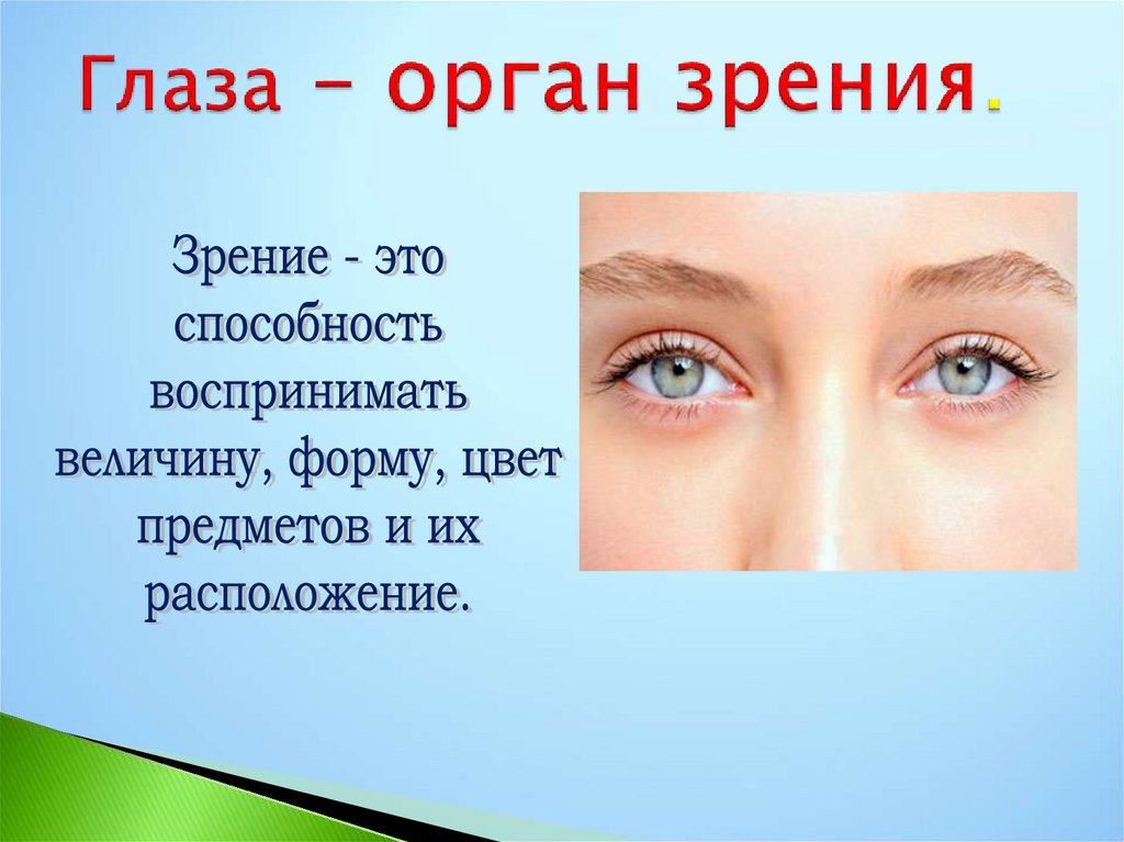 Зрение двумя глазами называют. Органы чувств глаза. Глаза орган зрения. Глаза орган зрения сообщение. Органы чувств доклад.