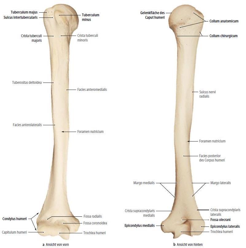 Плечевая кость латынь. Плечевая кость анатомия латынь. Tuberculi Minoris плечевой кости. Анатомия плечевой кости Синельников.