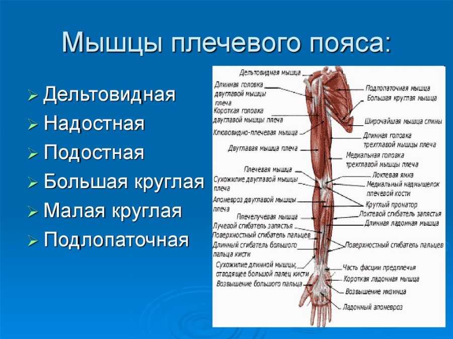 Фото плеча девушки