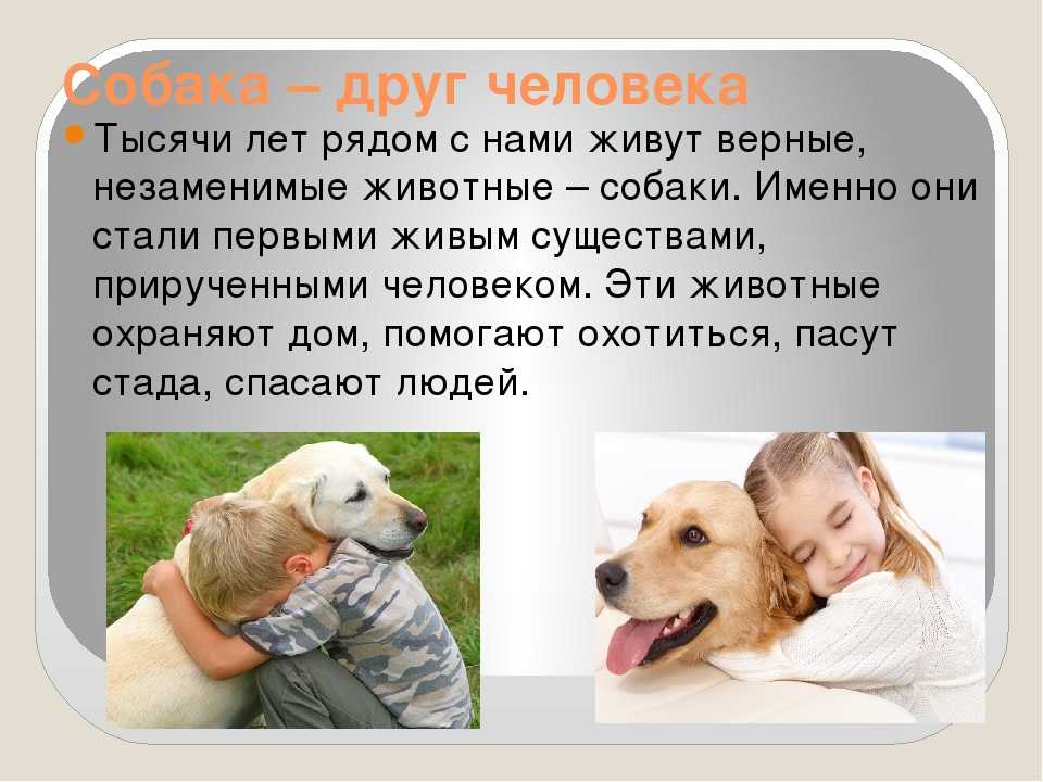 Почему собаку зовут собакой. Собака друг человека сочинение. Проект собака друг человека. Проект про собак. Рассказ собака лучший друг человека.