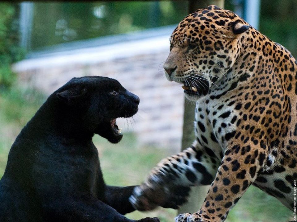 Кто сильнее ягуар или тигр. Леопард Ягуар пантера. Лев, тигр, леопард Ягуар, пантера. Пантера vs Ягуар. Гепард и леопард и Ягуар и пантера.