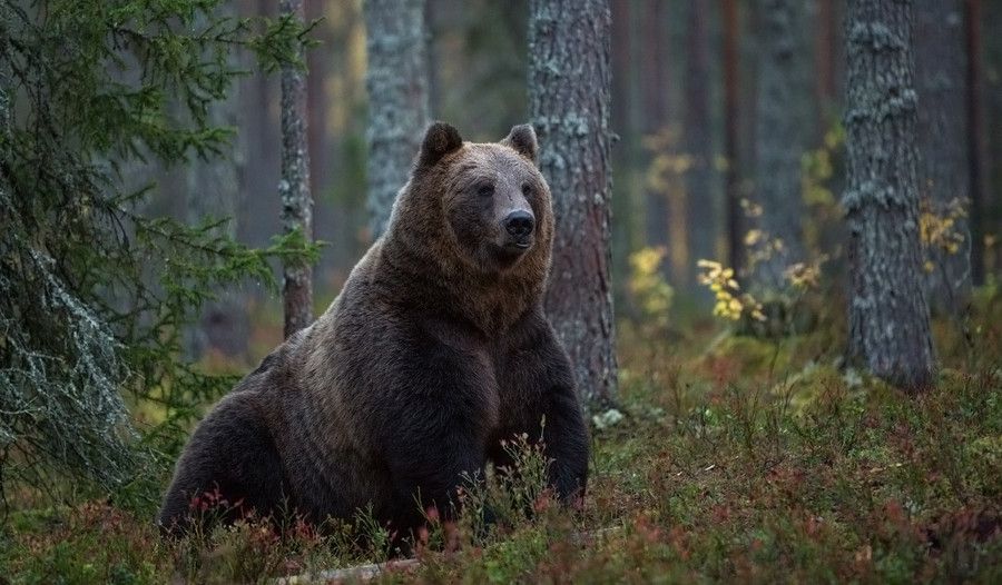 Медведь на дереве фото