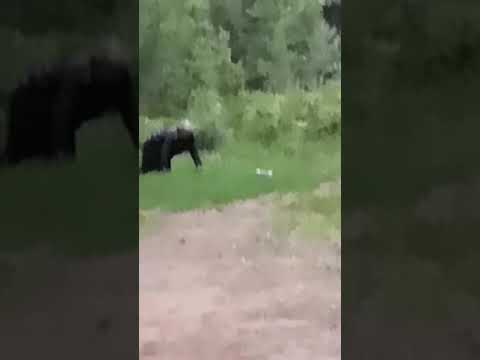 Фото лешего в реальной жизни