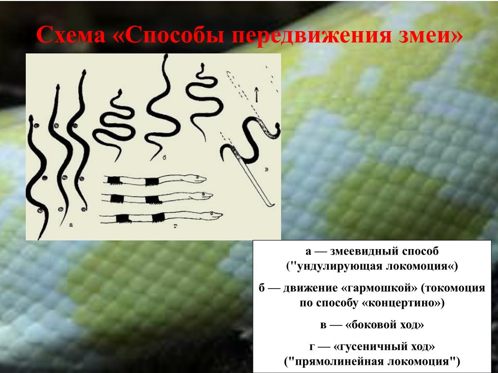 К процессу изображенному на рисунке змеи готовятся довольно долго они начинают беспокоиться ответ