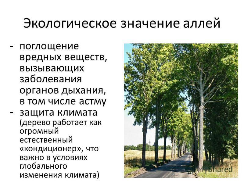 B деревья примеры. Экологическое значение. Экологическая значимость. Дерево значений. Важность деревьев.