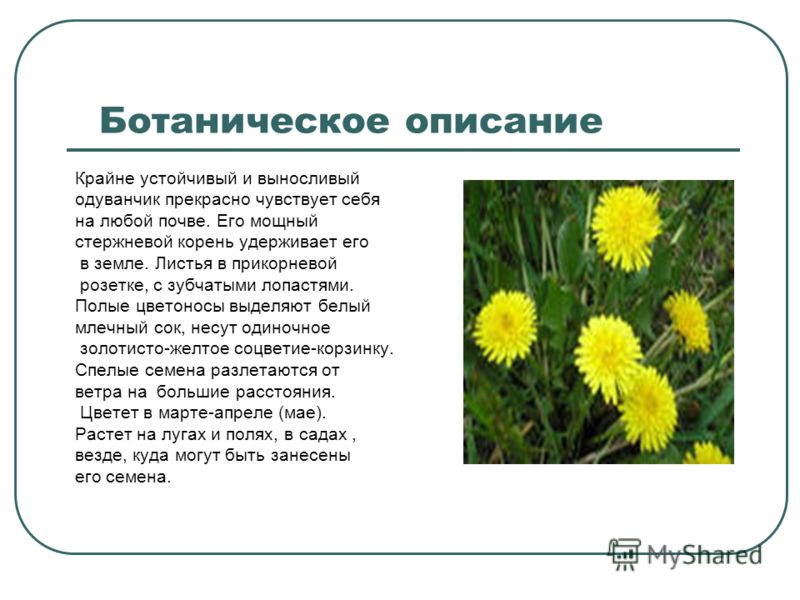 Текст описание про одуванчик. Рассказать о одуванчике. Одуванчик цветок описание. Доклад про одуванчик. Научное описание одуванчика.