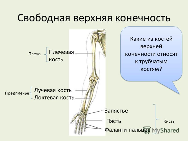 Плечо предплечье кисть картинка