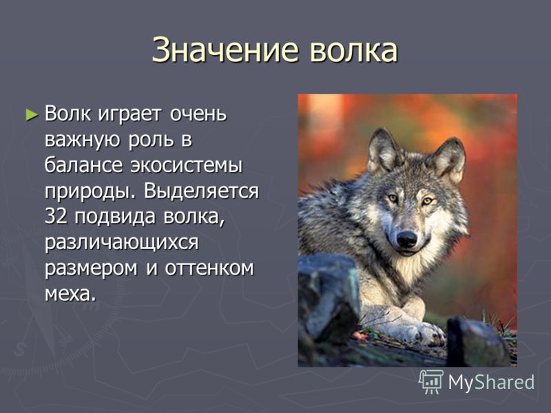 Значение имени волк. Роль волка в природе. Образ жизни Волков. Волк в жизни человека роль. Волк опасное животное для человека.