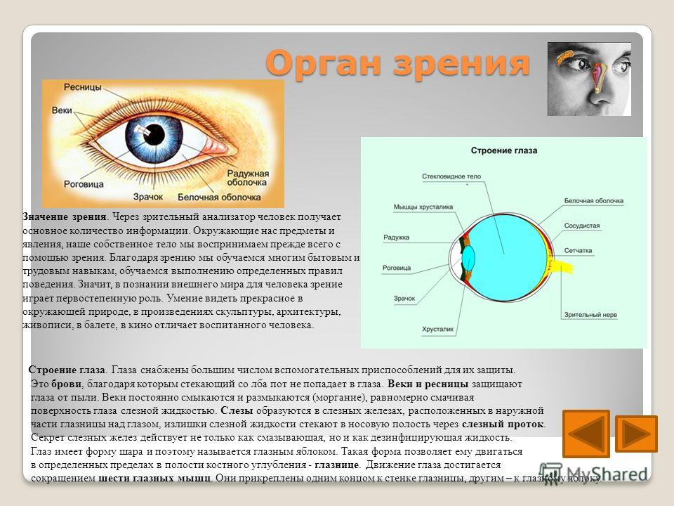 Проект о глазах