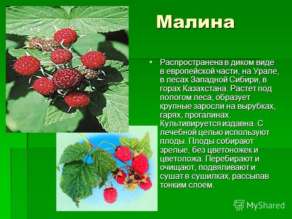 Что означает малиновый. Малина относится. Цветоложе малины. Малина для презентации. Приспособления для малины.