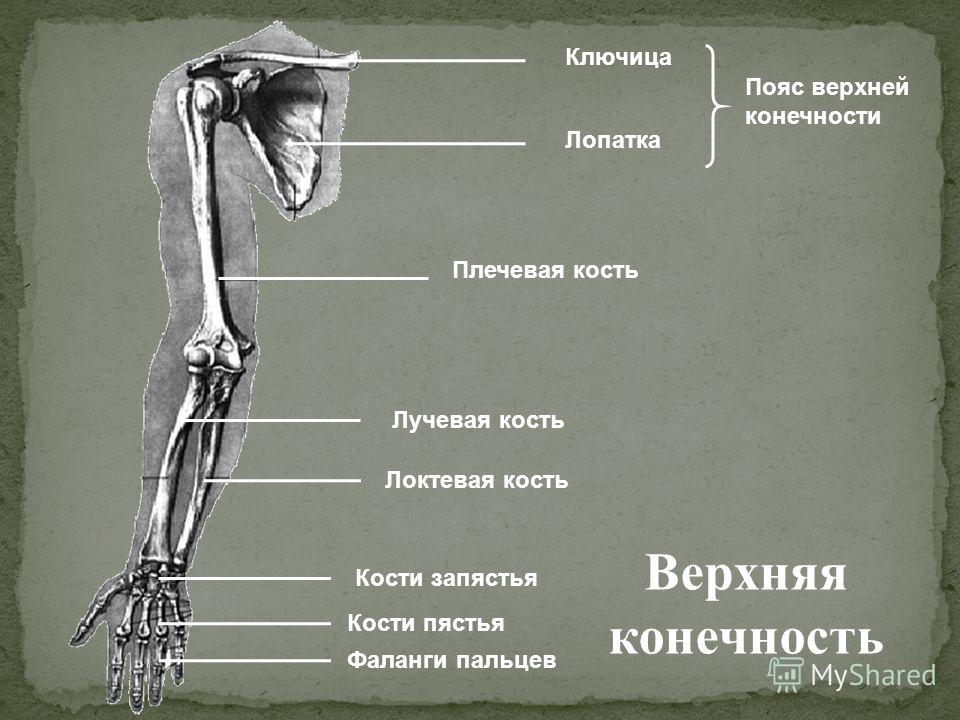 Плечо предплечье кисть картинка