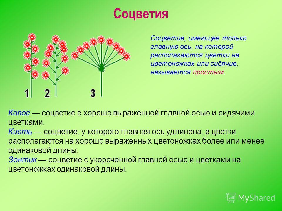 Строение цветка соцветие 6 класс. Соцветие. Соцветия растений. Соцветие цветка. Соцветия цветковых растений.