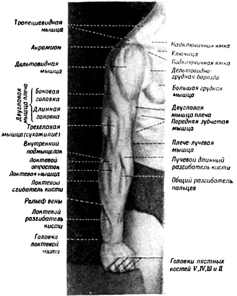 Где расположено предплечье у человека фото