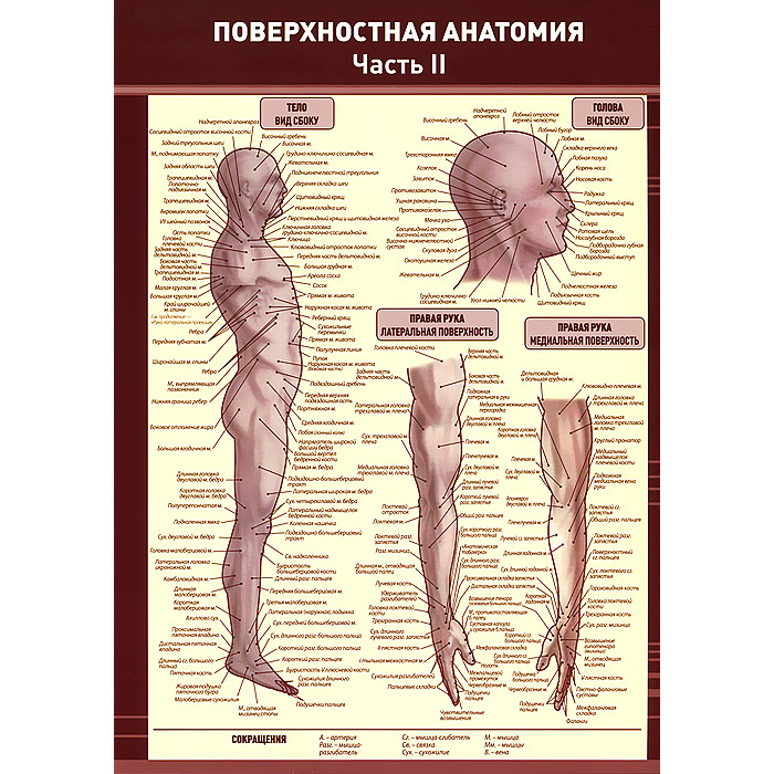 Изучение анатомии с нуля. Анатомические плакаты. Тело человека анатомия. Плакаты по анатомии человека. Анатомия человека наглядно.