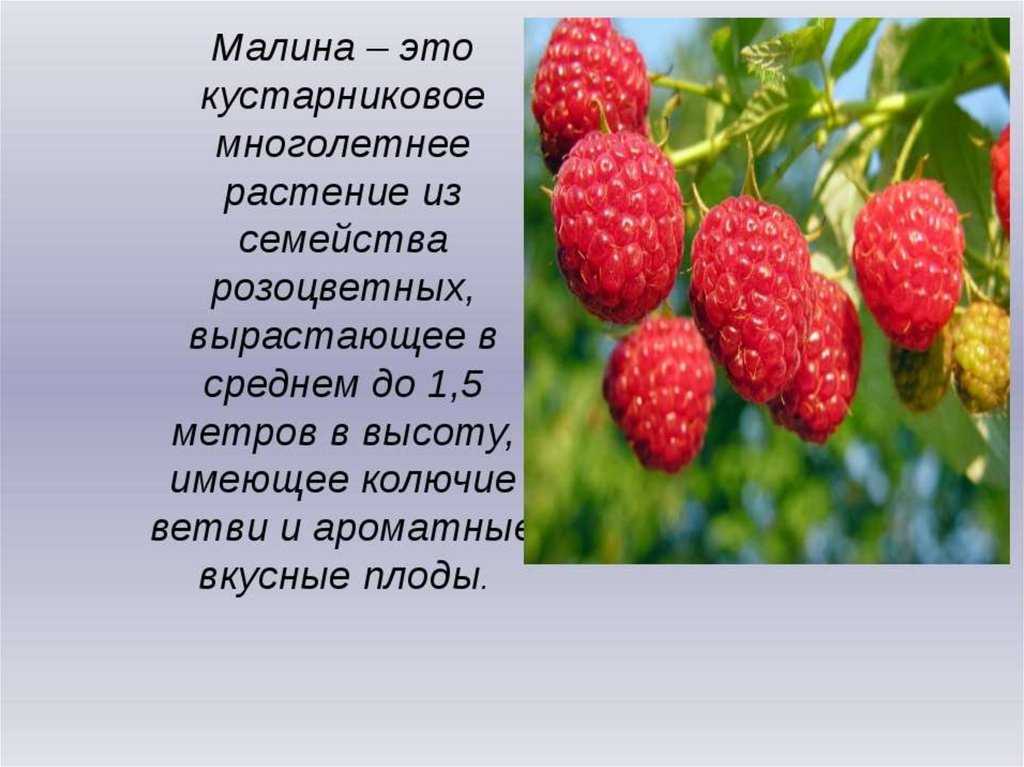 Описание ягоды. Малина рассказ. Рассказ про малину. Сообщение о Малине. Малина описание.