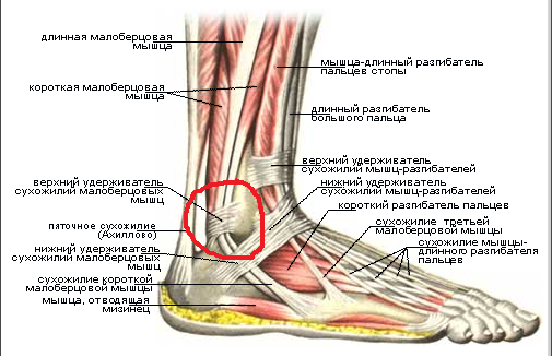 Рисунок где находится лодыжка