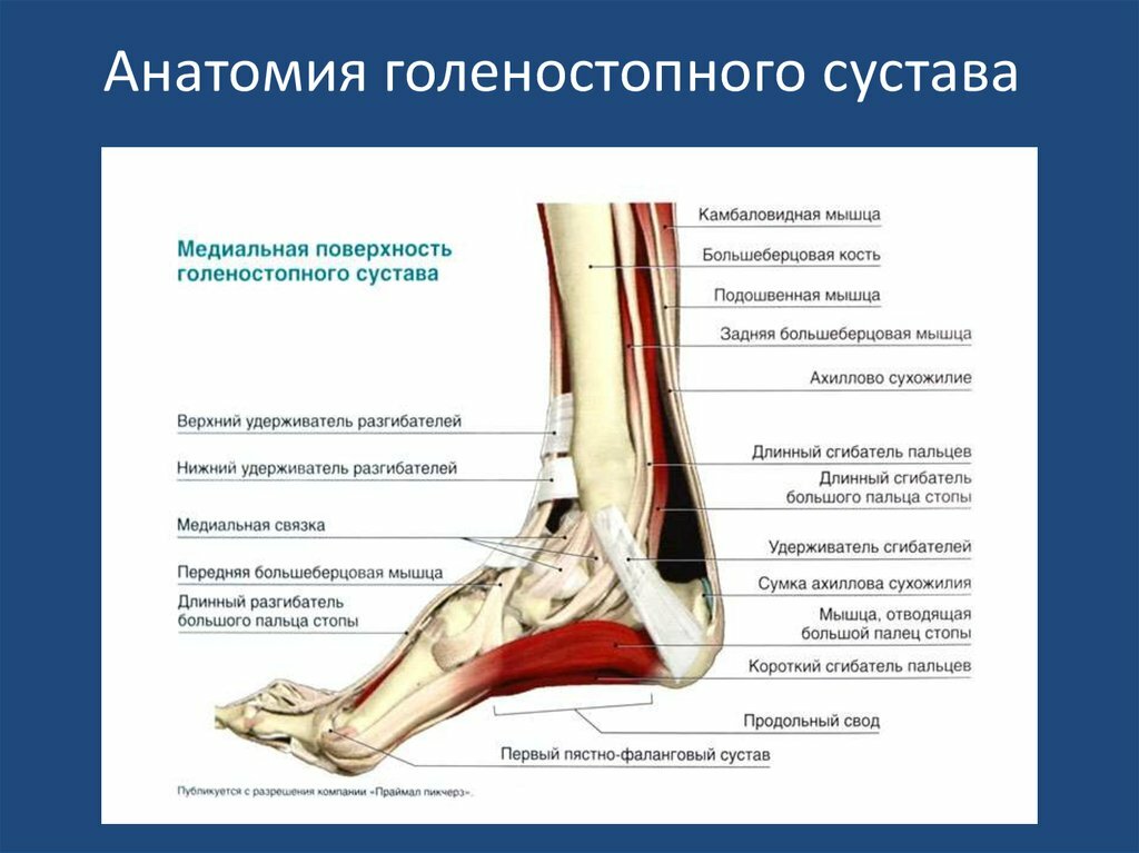 Где находится лодыжка у человека схема