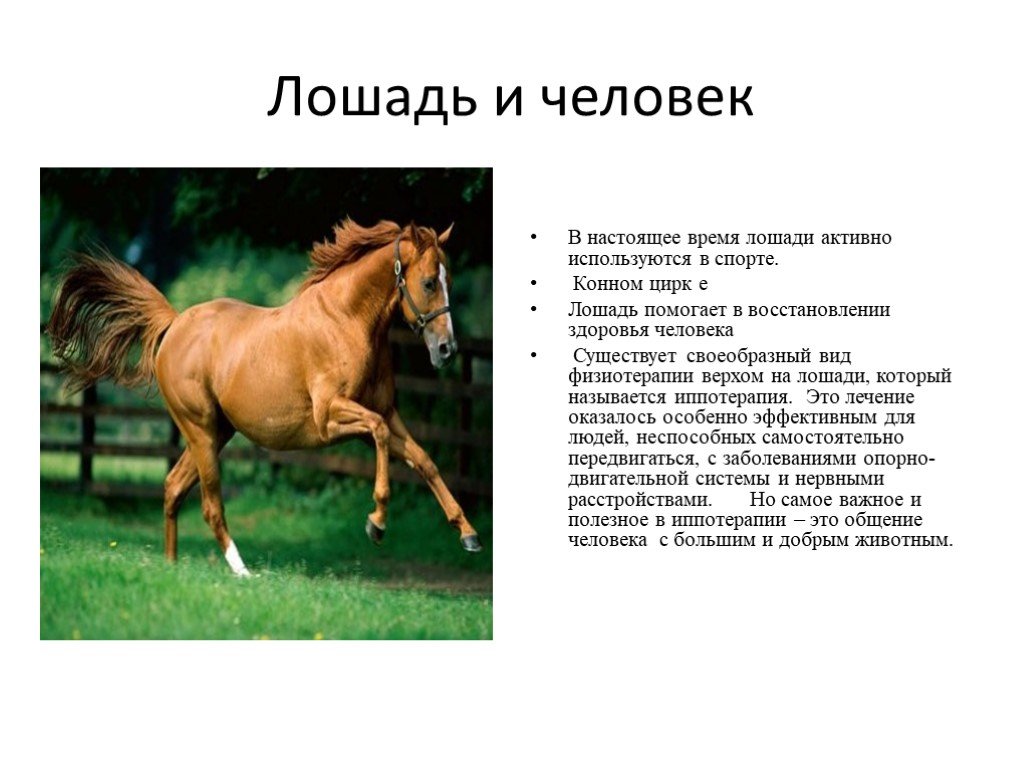 Лошадь доклад 3 класс. Лошадь для презентации. Презентация на тему лошади. Описание лошади. Лошадь краткое описание.