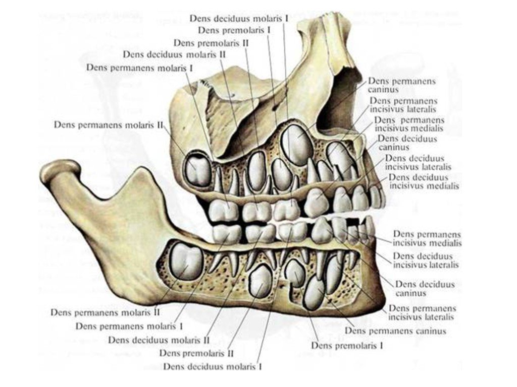 Детские молочные зубы схема