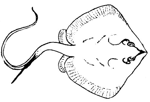 Рыба скат рисунок