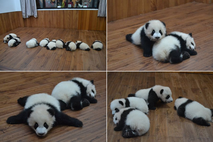 Живые панды в россии. Шкура панды. Много панд. Эволюция панды. Разные породы панд.