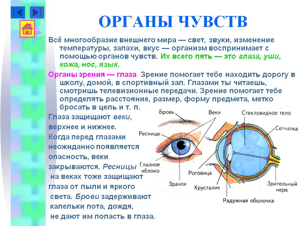 Презентация по физике глаз и зрение