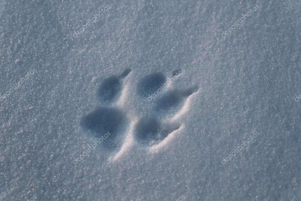 Рисунок волчий след